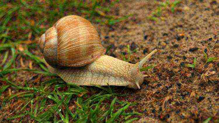 how to grow snails at home