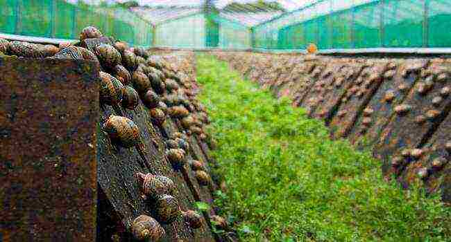 how to grow snails at home