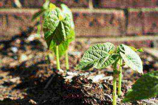 how to grow curly beans outdoors