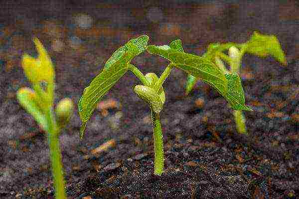 how to grow curly beans outdoors