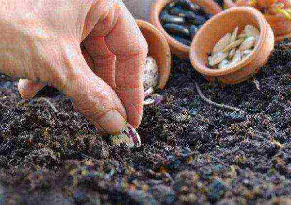 how to grow curly beans outdoors