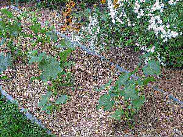 how to grow curly beans outdoors