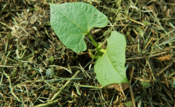 how to grow curly beans outdoors