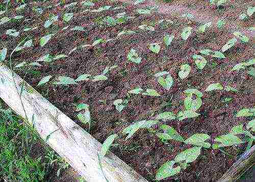 how to grow curly beans outdoors