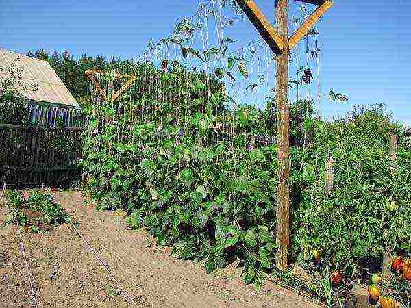 how to grow curly beans outdoors