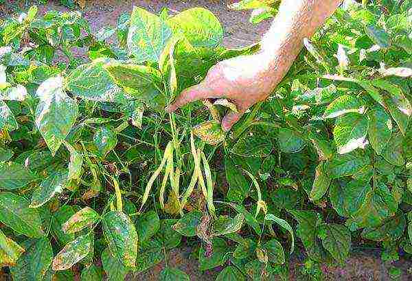 how to grow curly beans outdoors