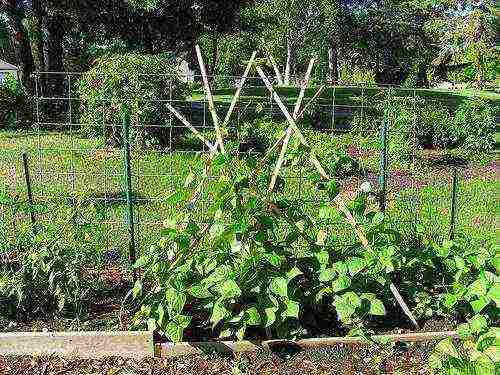 how to grow curly beans outdoors