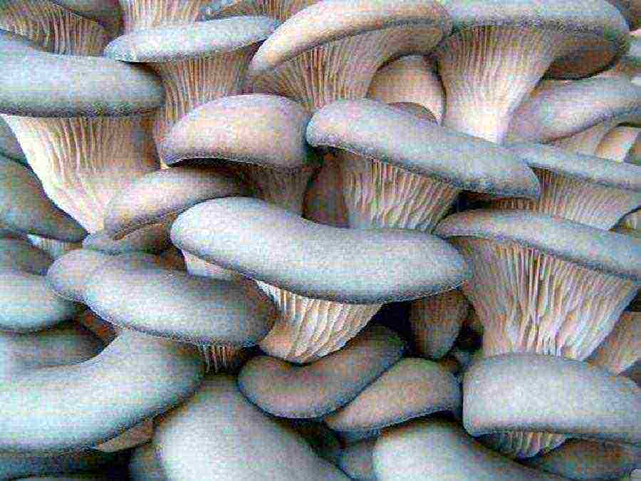 how to grow oyster mushrooms at home in bags on the street