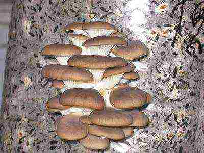 how to grow oyster mushrooms at home in bags on the street