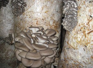 how to grow oyster mushrooms on an industrial scale