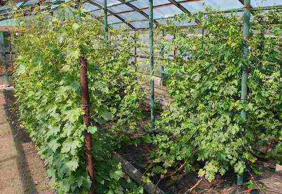 how to grow grapes in the Leningrad region