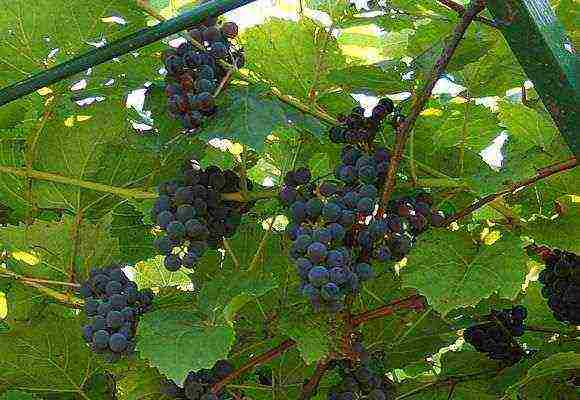 how to grow grapes in the leningrad region