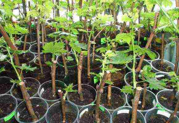 how to grow grapes in the leningrad region