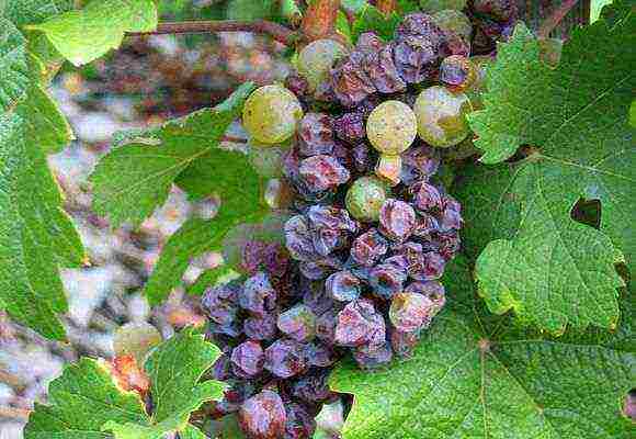 how to grow grapes in the leningrad region