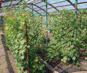 how to grow grapes in the Leningrad region