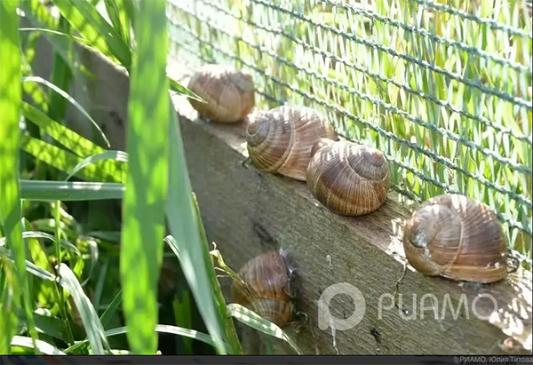 how to grow grape snails in the suburbs