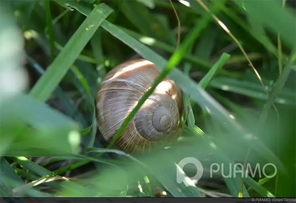 how to grow grape snails in the suburbs