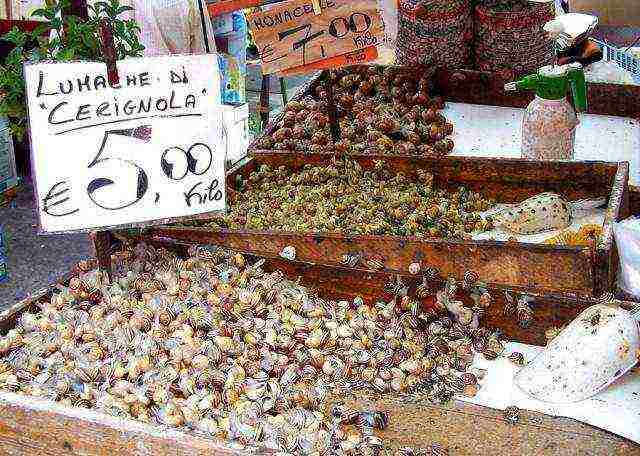 kung paano mapalago ang mga snail ng ubas sa mga suburb