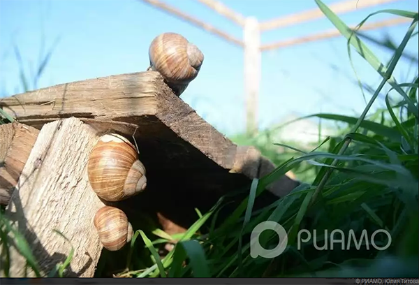 how to grow grape snails in the suburbs