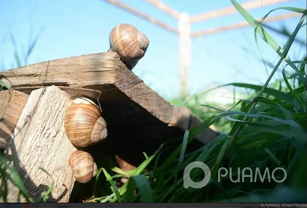 kung paano mapalago ang mga snail ng ubas sa mga suburb