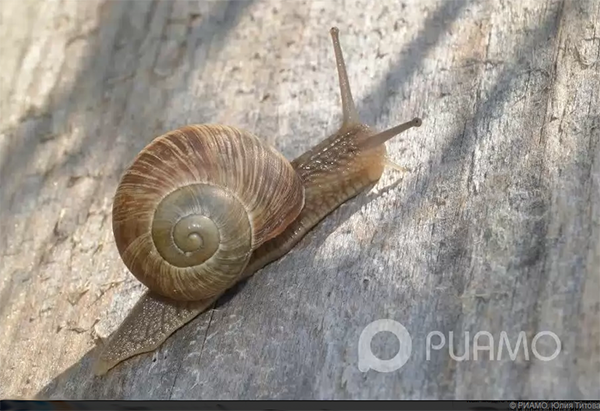 how to grow grape snails in the suburbs