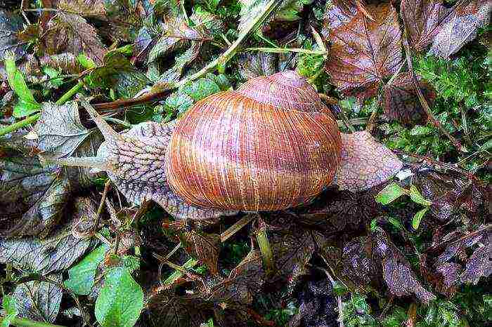 how to grow grape snails in the suburbs