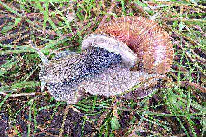 kung paano mapalago ang mga snail ng ubas sa mga suburb