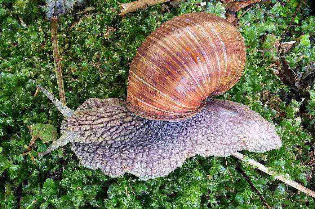 kung paano mapalago ang mga snail ng ubas sa mga suburb