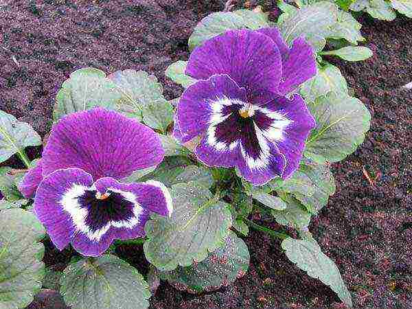 how to grow viola from seeds at home for seedlings