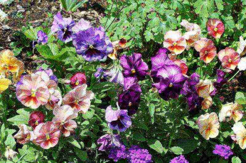 how to grow viola from seeds at home for seedlings