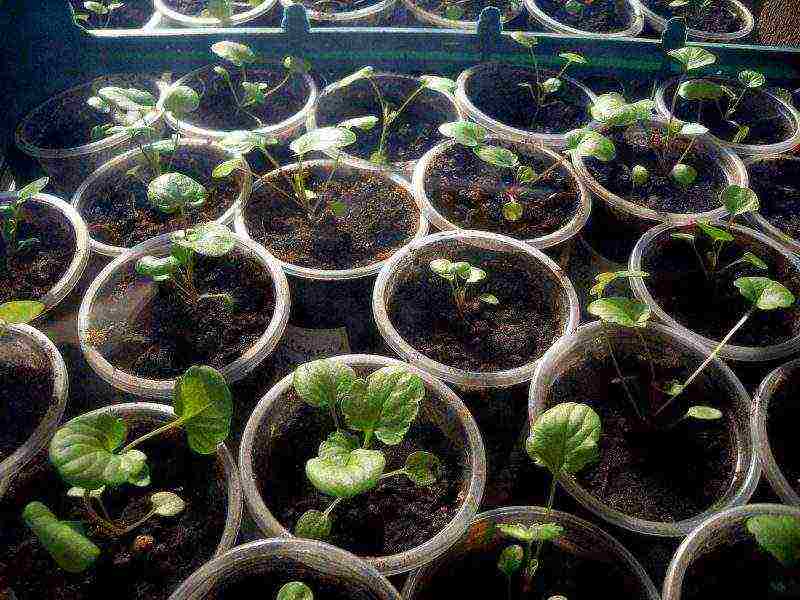 how to grow viola from seeds at home for seedlings