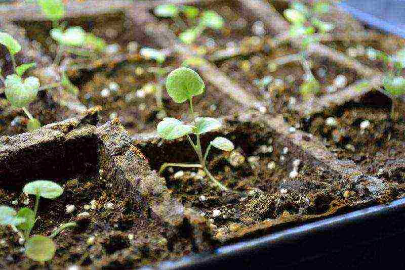 how to grow viola from seeds at home for seedlings