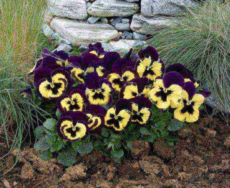 how to grow viola from seeds at home for seedlings