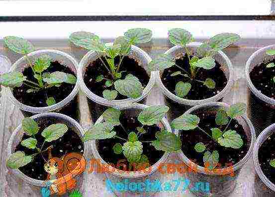 how to grow viola from seeds at home for seedlings