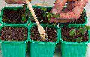 how to grow viola from seeds at home for seedlings