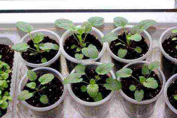 how to grow viola from seeds at home for seedlings