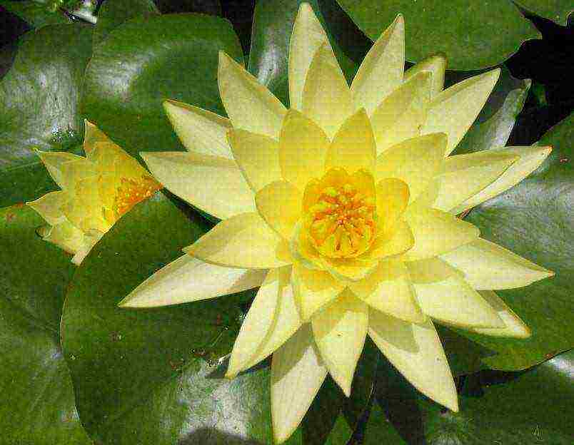 how to grow a water lily at home