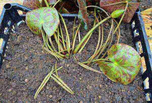 kung paano palaguin ang isang water lily sa bahay