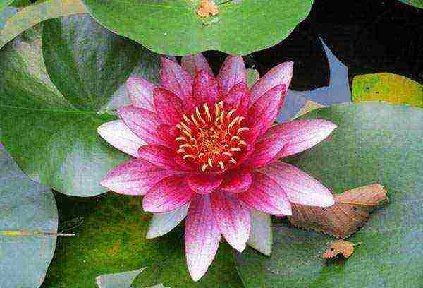 how to grow a water lily at home