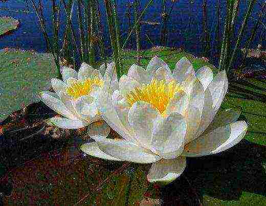 how to grow a water lily at home