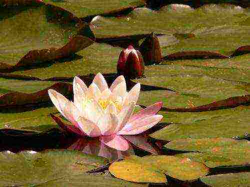 how to grow a water lily at home