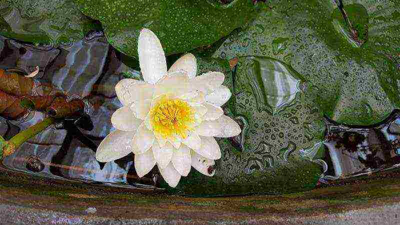 how to grow a water lily at home