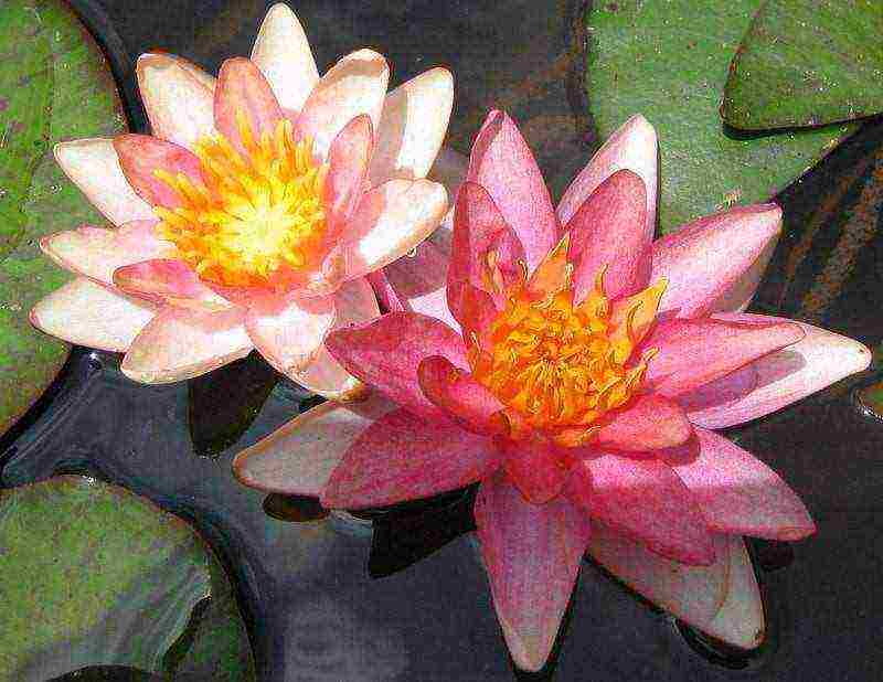 how to grow a water lily at home