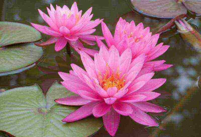 how to grow a water lily at home