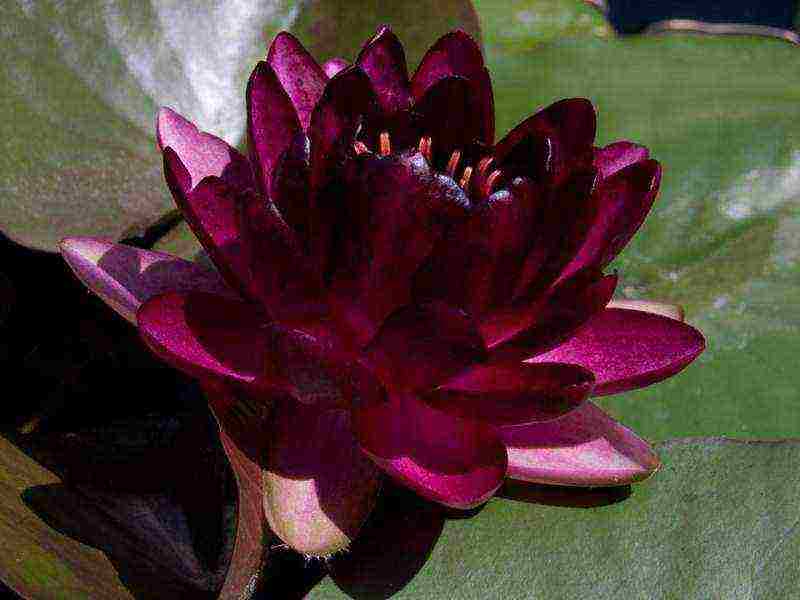 how to grow a water lily at home