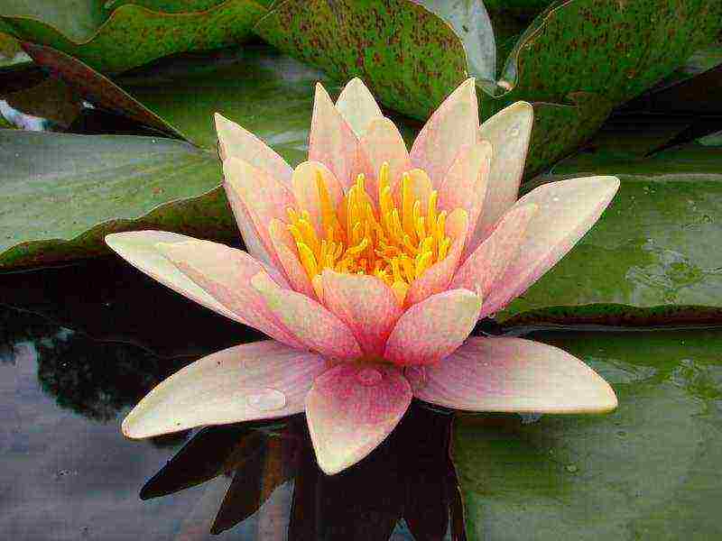 how to grow a water lily at home