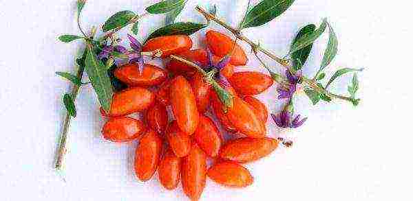 how to grow goji berries from seeds in your garden