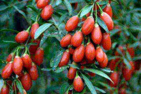 how to grow goji berries from seeds in your garden