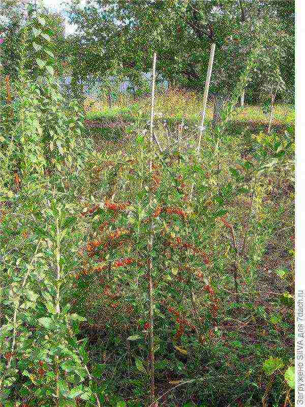 kung paano palaguin ang mga goji berry mula sa mga binhi sa iyong hardin