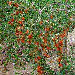 how to grow goji berries from seeds in your garden